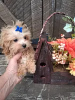 Tiny tim, a male Maltipoo for sale in Black River, NY – 2 of 2