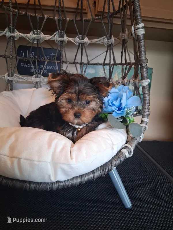 Bentley  – Yorkshire Terrier puppy for sale in Black River, NY