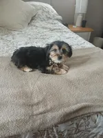 Teddy, a male Morkie for sale in Black River, NY – Photo 3 of 3
