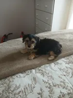 Teddy, a male Morkie for sale in Black River, NY – Photo 1 of 3