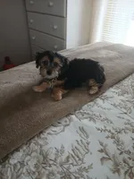 Teddy, a male Morkie for sale in Black River, NY – Photo 2 of 3