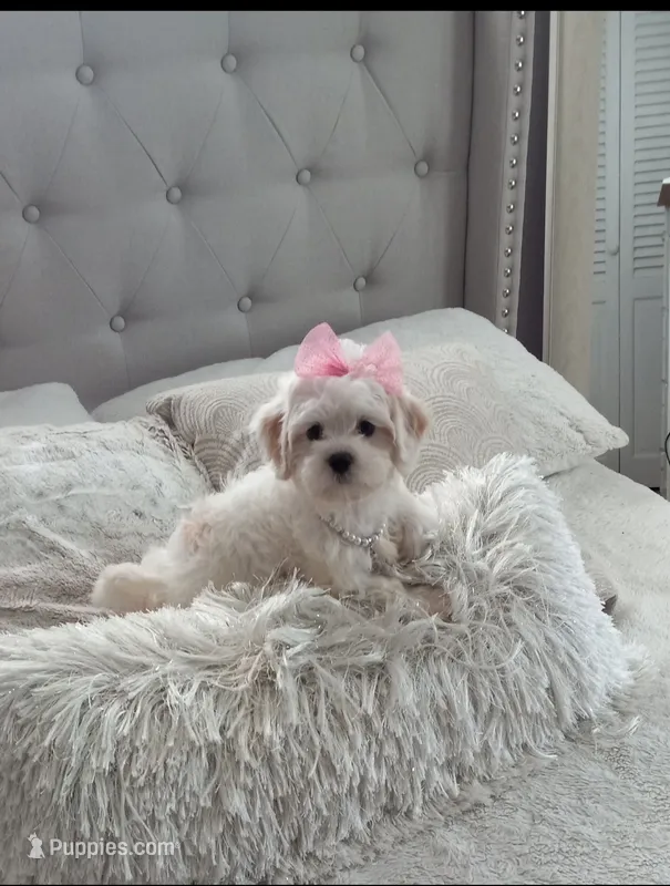 Lilly – Cavachon puppy for sale in Black River, NY