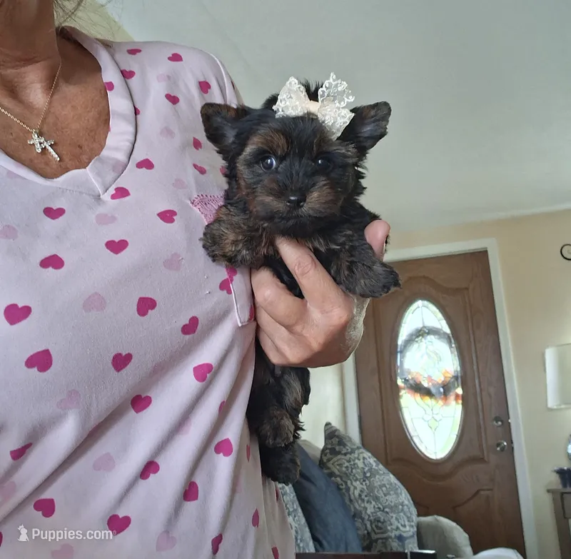 Akc Tiny Tina – Yorkshire Terrier puppy for sale in Black River, NY