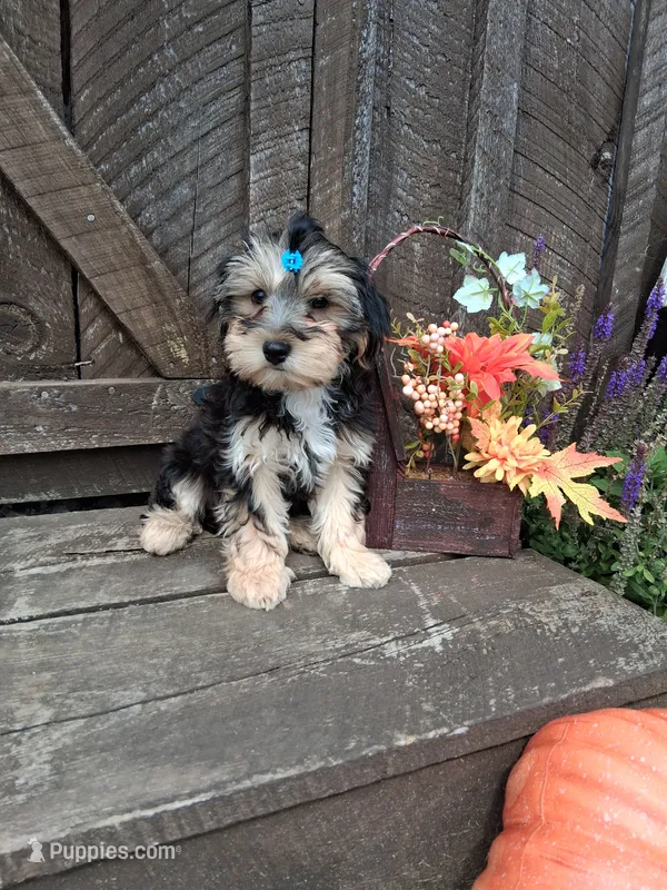 Toby – Morkie puppy for sale in Black River, NY
