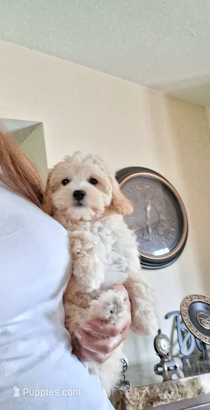 Maltipoo male – Maltipoo puppy for sale in Black River, NY