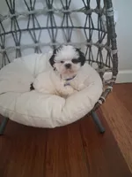 Oreo, a male Shih Tzu for sale in Black River, NY – 2 of 2