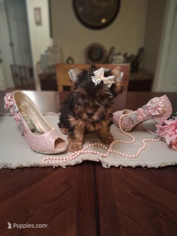 Maura – Yorkshire Terrier puppy for sale in Black River, NY