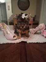 Maura, a female Yorkshire Terrier for sale in Black River, NY – Photo 2 of 2