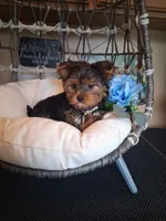 Bentley, a male Yorkshire Terrier for sale in Black River, NY – 1 of 2