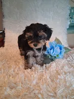 Toby, a male Yorkipoo for sale in Black River, NY – 2 of 2