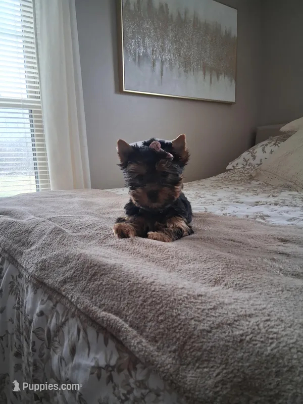 Maura – Yorkshire Terrier puppy for sale in Black River, NY