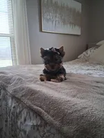 Maura, a female Yorkshire Terrier for sale in Black River, NY – Photo 1 of 2
