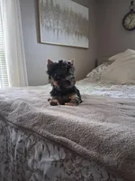 Maura, a female Yorkshire Terrier for sale in Black River, NY – Photo 2 of 2