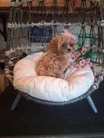 Tilly, a female Cavapoo for sale in Black River, NY – 2 of 2