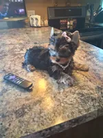 Lilly, a female Yorkshire Terrier for sale in Black River, NY – 2 of 2