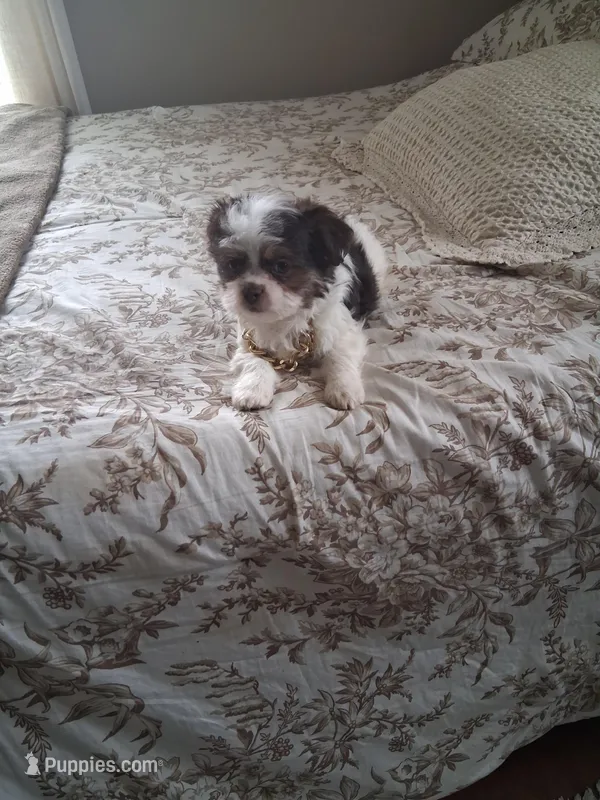 Milo – Shih Tzu puppy for sale in Black River, NY
