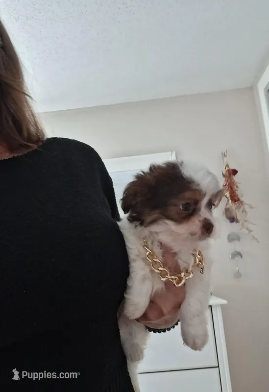 Milo – Shih Tzu puppy for sale in Black River, NY