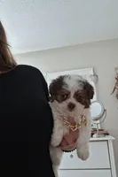 Milo, a male Shih Tzu for sale in Black River, NY – Photo 2 of 3