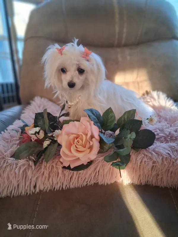 Teacup Tica – Maltese puppy for sale in Black River, NY