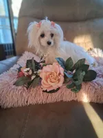 Teacup Tica, a female Maltese for sale in Black River, NY – Photo 3 of 3