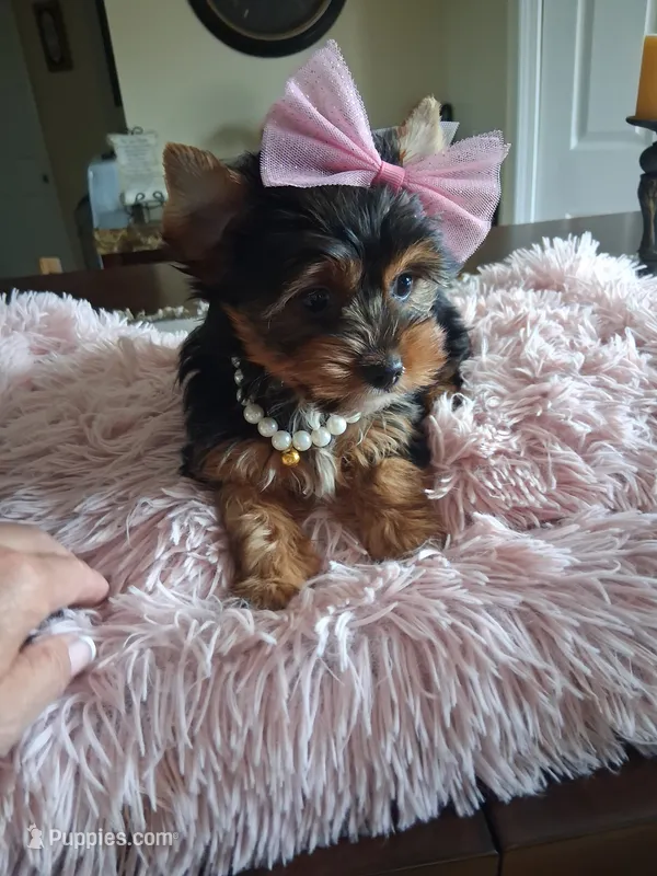 Maura – Yorkshire Terrier puppy for sale in Black River, NY