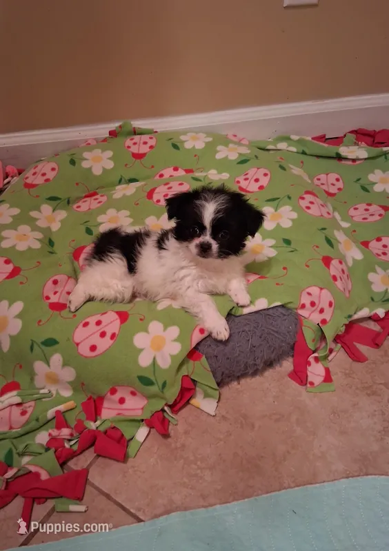 Tico – Shih Tzu puppy for sale in Black River, NY