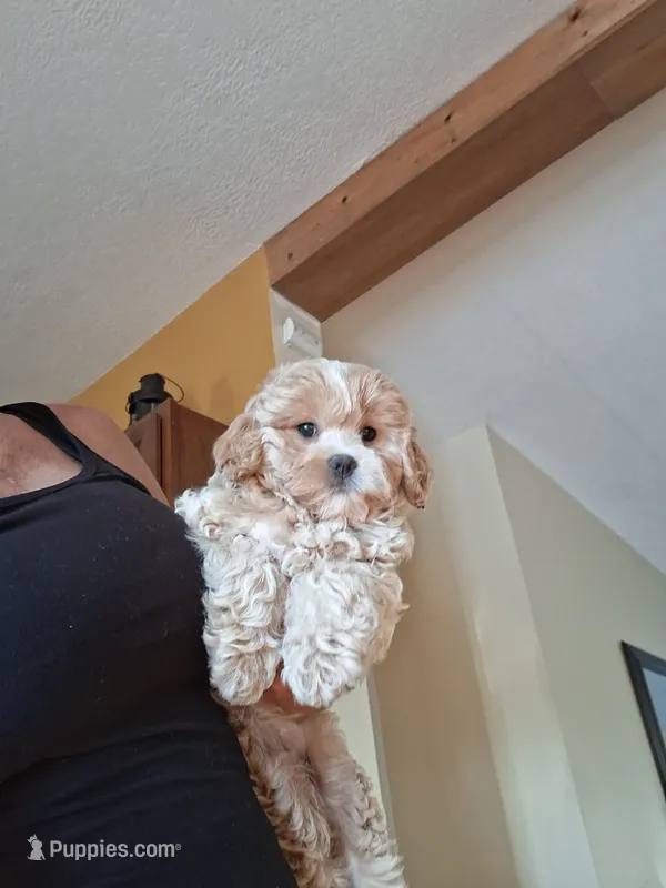 Lilly – Cavapoo puppy for sale in Black River, NY