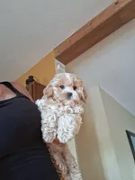 Lilly, a female Cavapoo for sale in Black River, NY – 1 of 1