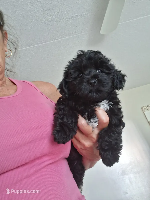 Teddy – Yorkipoo puppy for sale in Black River, NY