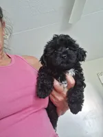 Teddy, a male Yorkipoo for sale in Black River, NY – 1 of 1