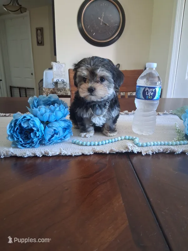 Tiny tim – Morkie puppy for sale in Black River, NY