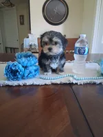Tiny tim, a male Morkie for sale in Black River, NY – 1 of 2