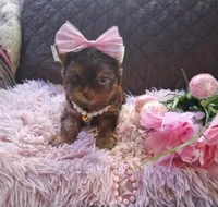 Tootsie , a female Yorkshire Terrier for sale in Black River, NY – Photo 1 of 3