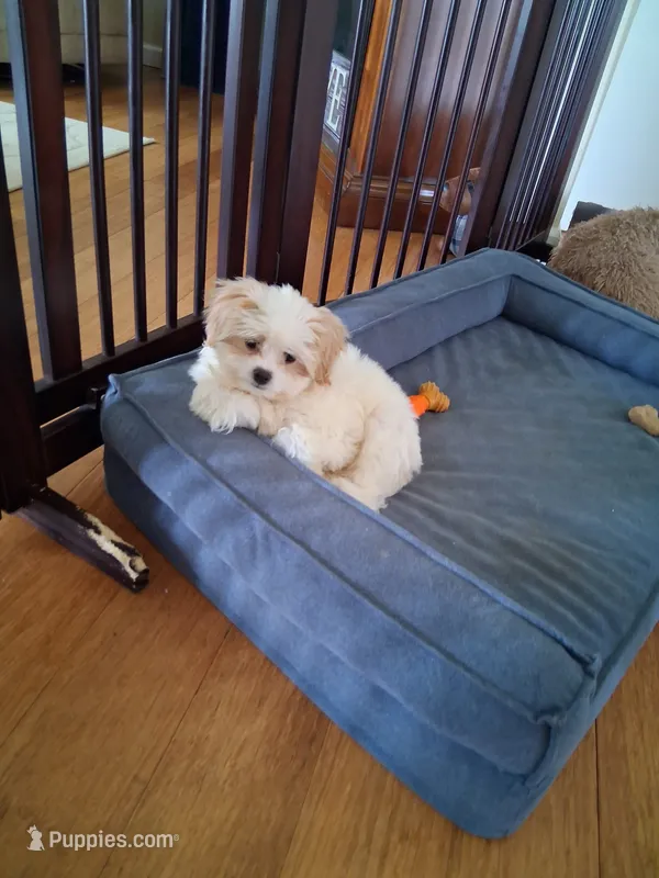 Bow – Bichpoo puppy for sale in Black River, NY