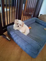 Bow, a male Bichpoo for sale in Black River, NY – 1 of 2