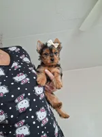 Lilly, a female Yorkshire Terrier for sale in Black River, NY – Photo 2 of 2