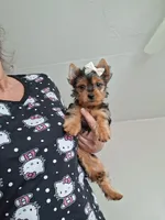 Lilly, a female Yorkshire Terrier for sale in Black River, NY – Photo 1 of 2