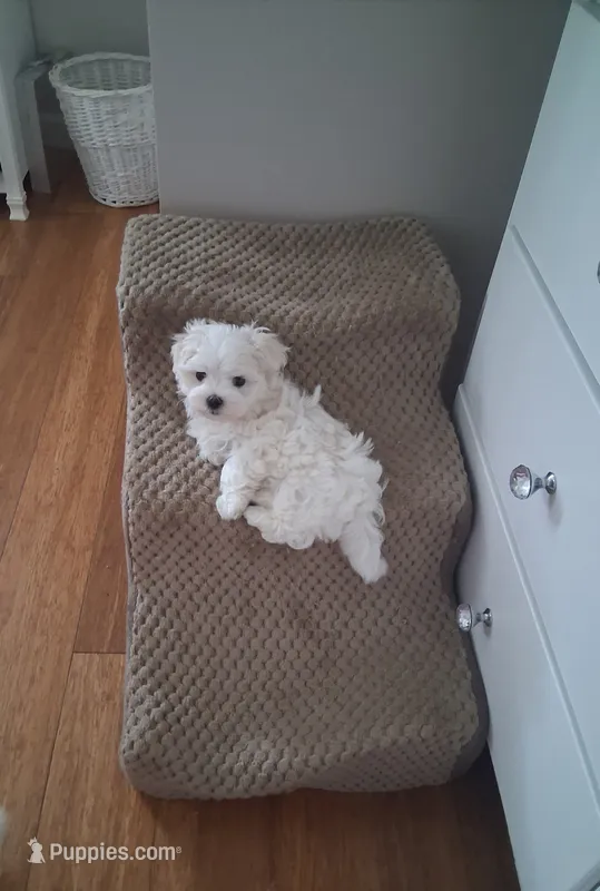 Armani – Maltese puppy for sale in Black River, NY