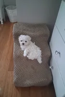 Armani, a male Maltese for sale in Black River, NY – 1 of 1