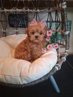 Tina, a female Cavapoo for sale in Black River, NY – 2 of 2
