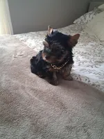 Bruno, a male Yorkshire Terrier for sale in Black River, NY – Photo 2 of 2