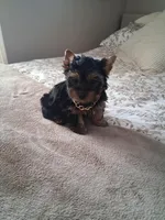 Bruno, a male Yorkshire Terrier for sale in Black River, NY – Photo 1 of 2