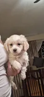 Lilly, a female Cavachon for sale in Black River, NY – 1 of 1