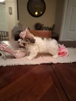 Kira, a female Morkie for sale in Black River, NY – 2 of 2