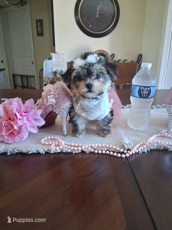 Tiny tina – Morkie puppy for sale in Black River, NY