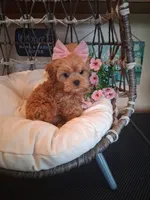 Tina, a female Cavapoo for sale in Black River, NY – 1 of 2