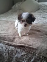 Milo, a male Shih Tzu for sale in Black River, NY – Photo 2 of 2