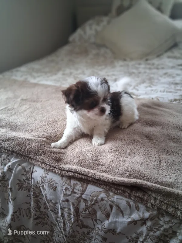 Milo – Shih Tzu puppy on hold in Black River, NY