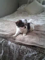 Milo, a male Shih Tzu for sale in Black River, NY – Photo 1 of 2