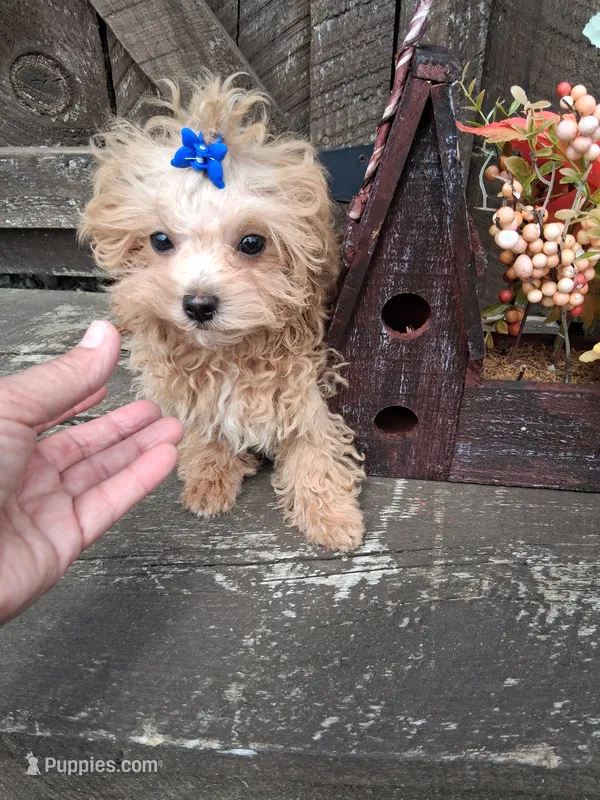 Tino – Maltipoo puppy for sale in Black River, NY